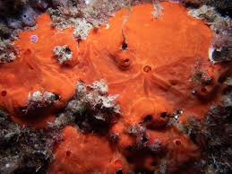 Image result for Crambe kilimandscharica