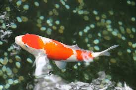 Thus, the koi is recognizable as a koi fish. Do Koi Eat Other Fish What You Need To Know Pet Keen