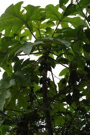 Image result for Vasconcellea pubescens