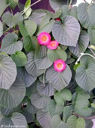 Image result for Stictocardia