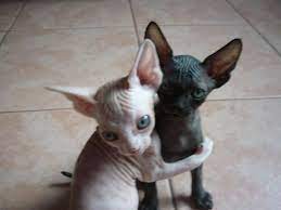 pin na doske canadian sphynx devonrex and other hairless cats
