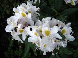 Madame Masson South West Season Plants Rhododendron Full Shade Plants