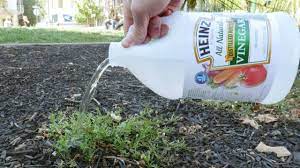 The vinegar will effectively eradicate the bermuda grass, but it will also kill any surrounding weigh down the edges of the bags with bricks to keep them in place. Homemade Vinegar Weed Killer Recipe Ingredients Process 100 Natural