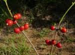 Image result for Tricalysia acocantheroides