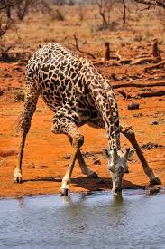 Their need for water is reduced by the fact that they are able to obtain almost all they need from the plants they eat. Quenching Its Thirst Animals Beautiful Animal Planet Animals