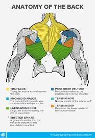These muscles provide posture and stability to the body by holding the vertebral column erect and adjusting the position of the body to maintain balance. Back Workouts For Women Build The Shape You Want