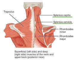 The torso people and the limb people. Intrinsic Back Muscles Anatomy Of The Torso Medical Library