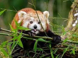 All indian states have their own government and the union territories come under the jurisdiction of the central government. Red Panda Sikkim Animals Name Red Panda Wikidata I Saw These Cute Red Pandas At The Breeding Center In The Himalayan Zoological Park Opca Nen