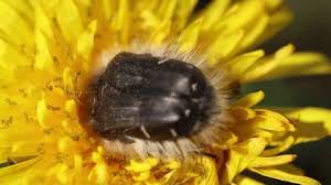 Image result for Tropinota hirta