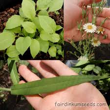 Image result for Lactuca indica