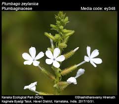 Image result for Plumbaginaceae