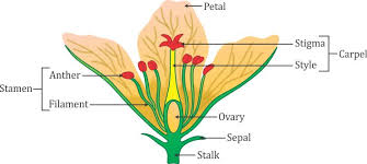 Flowers are called reproductive parts of a plant because they contain germcells(sex cells) i.e. Draw A Flower And Label It Evs Questions