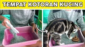 Petua Elak Kucing Berak Merata Rata Dan Cara Hilangkan Bau Tahi Kucing