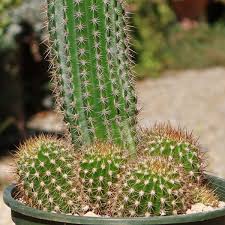 Image result for Trichilia quadrivalvis