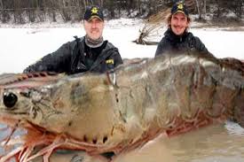 They can be kept both in a single species tank, or you can keep them with ghost or cherry shrimp. Amazing Creature Fisherman Caught 3 Meters Long Weighing 145 Kilograms Giant Shrimp