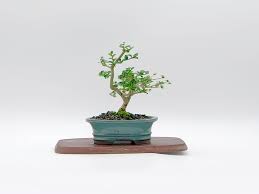 Image result for Premna mooiensis