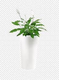Indoor calla lily peace lily. Peace Lily Plant In White Planter Houseplant Flower Spathiphyllum Wallisii Indoor Air Quality Flower Pot Leaf Plant Stem Png Pngegg