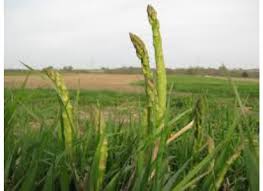 Image result for Asparagaceae