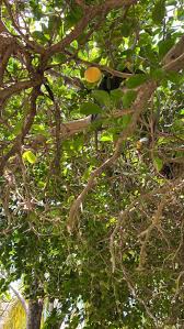 Image result for Dovyalis rotundifolia