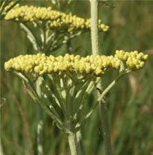 Image result for Helichrysum harveyanum
