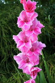 Image result for Gladiolus hollandii