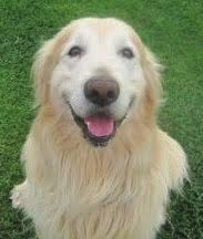 Man's Best Friends Make Our World Go Round