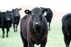 Differences Between Red And Black Angus Cattle Seradria