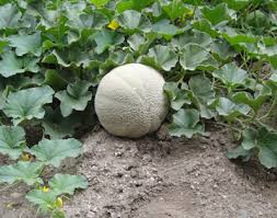 Jul 23, 2021 · watermelon season. Garden Help Desk When Can I Pick The Melons From My Garden Community News Heraldextra Com