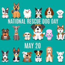 What a perfect time open your heart and adopt a furry friend. Happy National Rescue Dog Day Bangor Humane Society Facebook