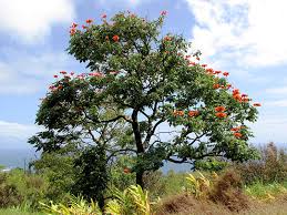 Image result for Andrachne ovalis