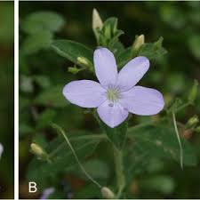 Image result for Barleria obtusa