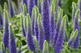 9) 1 3 11 13 plant lists Top 15 Drought Tolerant Plants That Can Handle Dry Weather