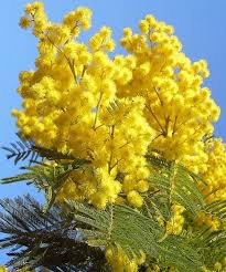 Bildergebnis für lizenzfreie bilder mimosa italien kostenlos