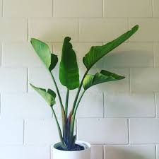 Strelitzia Nicolai Giant Bird Of Paradise On Trend Indoor Plant Indoor Plants Plants Easy Care Plants