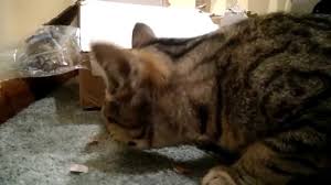 Check spelling or type a new query. My Cat Eating A Cockroach Youtube