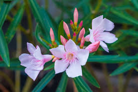 Image result for Nerium oleander