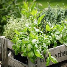 Top 11 Des Jardinieres Design Pour Votre Balcon Et Jardin 12 messages page 1 sur 1. design pour votre balcon et jardin