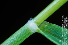 Image result for Sporobolus festivus