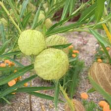 Image result for Gomphocarpus physocarpus