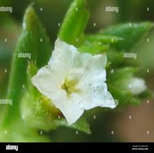 Image result for Euploca strigosa