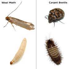 These detailed reviews on each pick will let you understand the. How To Protect Your Rugs From Moths And Carpet Beetles