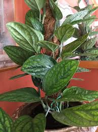 Monstera Karstenianum Sp Peru Plants Summer Garden Live Plants