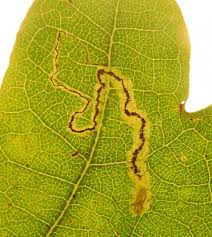 Image result for Stigmella roborella