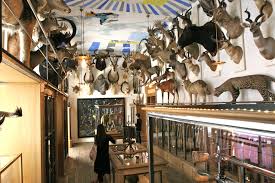 Deyrolle Taxidermy Museum Interior Trophy Rooms