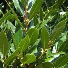 Δάφνη — (daphnae).γένος δικοτυλήδονων φυτών της οικογένειας των. Dafnh Agnofisi