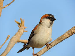 Cape Verde Sparrow In 2020 At Swim Two Birds Sparrow Bird