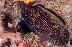 Hi.i a breeder for betta.my main line is hmpk solid colour like example Comet Fish Facts And Photographs Seaunseen
