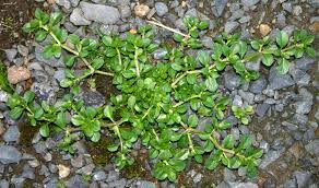 Image result for Polycarpon