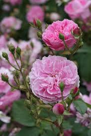 Kew5054 Beautiful Flowers Pretty Flowers Rose