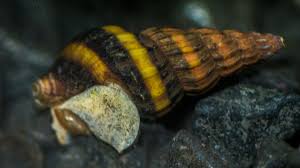 Most land snails, or pulmonates, are hermaphrodites, meaning they possess both male and female sexual organs. Keeping Assassin Snails Bechewy